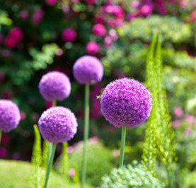 Pissenlit violet