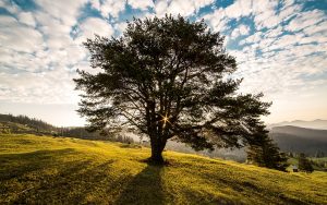 Arbre dans un pré