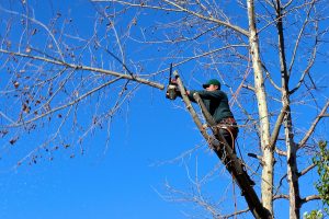 Homme sur un arbre entrain de couper ses branches