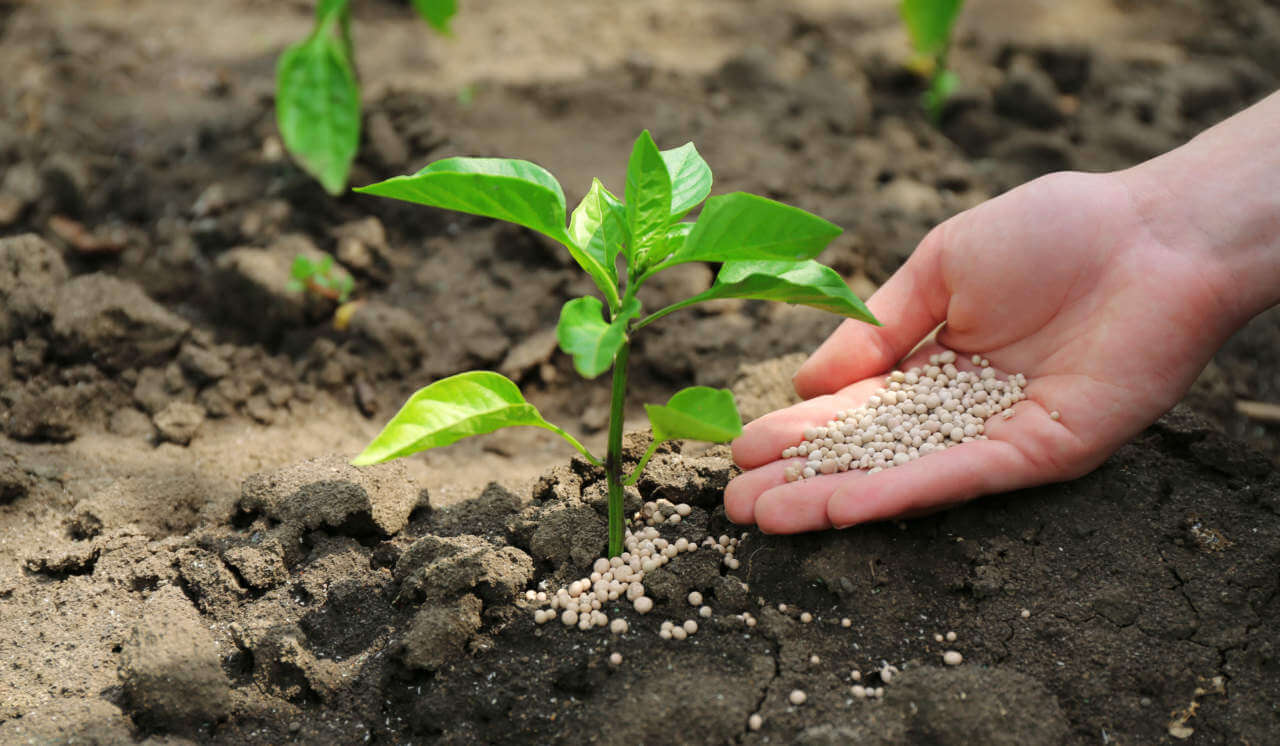 Soins et engrais pour petite plante