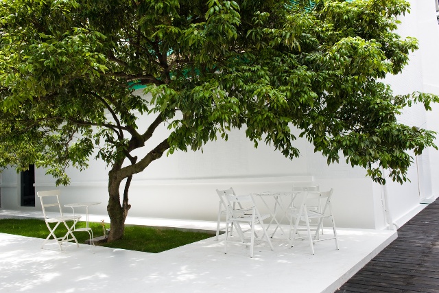 Arbuste sur une terrasse de jardin