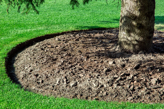 Arbre entouré de gazon bien taillé