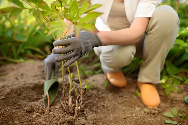 Une femme entrain de planter une plante